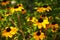 Sanvitalia Procumbens Commonly known as Creeping Zinnia