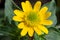 Sanvitalia procumbens - The creeping zinnias