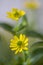 Sanvitalia procumbens, Mexican creeping zinnia