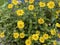 Sanvitalia Tequila, Creeping Zinnia or Mexican Zinnia Plant Photo