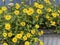 Sanvitalia Tequila, Creeping Zinnia or Mexican Zinnia Plant Photo