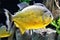 Sao Francisco Piranha swimming in an aquarium