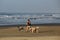 SAO PAULO -BRAZIL-April 9 ,2016 sitter of dogs walking on the beach