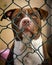 Sao Paulo, SP, Brazil - February 16 2021: Large brown dog, pit bull breed behind the protective screen, with a serious expression