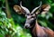 Saola animal in green forest, rare protected animal