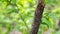 Sap sucking scale insect on a plum fruit tree branch closeup. selective focus