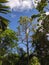 sap tree leaves and corn tree leaves against a blue sky background in a village in Indonesia 8