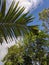 sap tree leaves and corn tree leaves against a blue sky background in a village in Indonesia 9