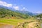 Sapa rice field with mountain view