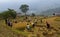 Sapa, Vietnam / Oct 22, 2011: Family harvests rice