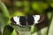 Sapho Longwing