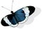 Sapho Longwing Butterfly