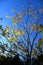 Sapindus mukorossi (Soapberry tree) yellow leaves.