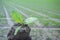 Sapling with espinach plant over cultivated field