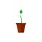 Sapling growing green in vase 1 leaf