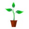 Sapling growing green in vase 3 leaves