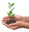 Sapling in hands