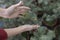 Sapling in the hands of woman. Caring for nature and the environment, love for the environment. Top view close up