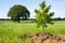 a sapling on one side and a fully grown oak tree on the other