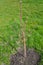 Sapling of a peach tree with flower kidneys (Prunus persica (L.) Batsch)