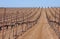 Sapling rows in desert