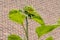 Sapling of a sunflower flower with its thick stem and leaves with a brick wall in a blurred background