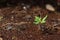 Sapling of tomato grows up from the ground