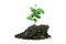 Sapling of a tree emerging from a mound isolated on a white background