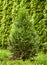Sapling of western emerald thuja, young plant on the background of green natural hedge