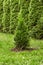 Sapling of western emerald thuja, young plant on the background of lawn and green natural hedge