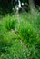 Sapling of wild pine, reborn after windbreak