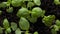 Saplings of basil on a background of soil, top view. Growing plants, protect nature