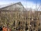 Saplings of fruit trees near the greenhouse in pots in the early spring