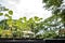 Saplings are growing in the farming plastic flowerpot in a row with big tree and sky background