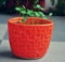 Saplings growing in a garden pot