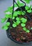 Saplings growing in a pot