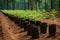 saplings lined up for planting in a deforested area