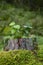 Saplings, moss and lichen on top of a stump of a tree