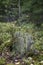 Saplings and old tree stump in a forest