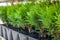 Saplings of ornamental bushes in pots in plant nursery. Shop of plants, garden store