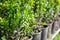 Saplings of ornamental bushes in pots in plant nursery. Shop of plants, garden store