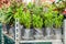 Saplings of ornamental bushes in pots in plant nursery. Shop of plants, garden store