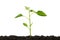 Saplings seedlings in black soil isolated on white background. Environmental protection