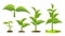 Saplings, Sprouts Growth Stages Vector Drawings Set