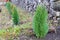 Saplings of thuja bushes planted in the park decoration