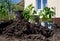 Saplings of tomato prepared for planting in open ground