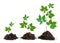 Saplings on white background