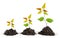 Saplings on white background