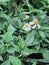 Sapnish Needle flower or Biden Pilosa plant,white petal with yellow pollen