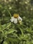 Sapnish Needle flower or Biden Pilosa plant,white petal with yellow pollen